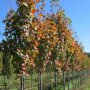 Esdoorn (Acer saccharum 'Fairview')